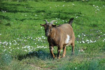 Ziegen laufen auf dem Land