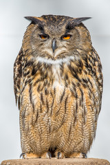 Eurasian Eagle-Owl Closeup ( Bubo bubo )	