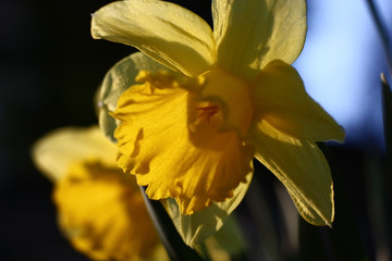 Yellow flowers and leaves of a narcissus in sunshine of the spring evening sun.