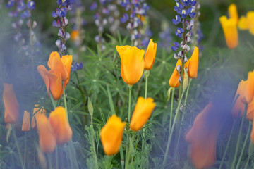 wildflower field in springtime in Arizona, golden poppies and lupins