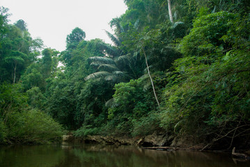 タイのジャングルと川：熱帯雨林：東南アジアの風景