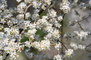 World celebrate spring with mirabelle plum blossoms and buzzing bees. Spring comes to life. Bees pollinate flowers. Spring is coming. Nature background. What happens when the bees become extinct?