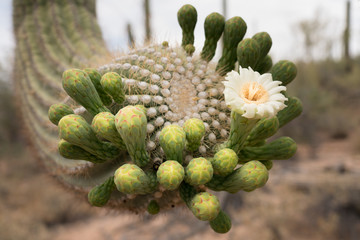 Blooming Saguaro Cactus flower details close up in the desert
