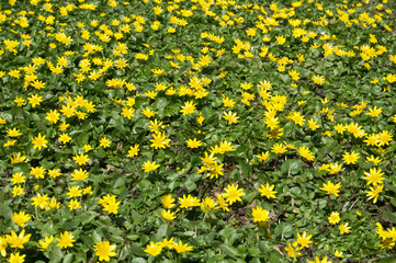 yellow anemone windflower whole throughout close up closeup