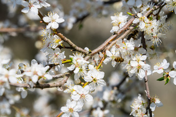 World celebrate spring with mirabelle plum blossoms and buzzing bees. Spring comes to life. Bees pollinate flowers. Spring is coming. Nature background. What happens when the bees become extinct?
