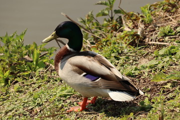 Eine Ente zum anfassen