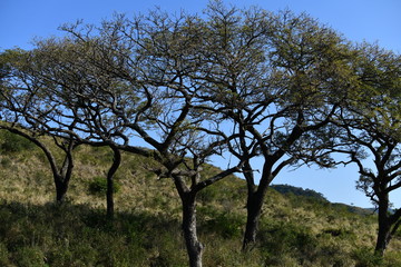 trees on a mountainside against a blue sky