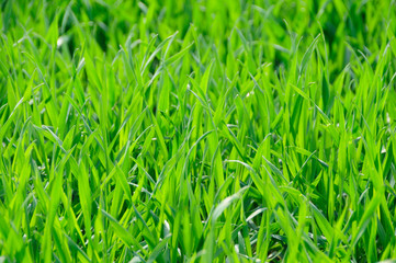 green grass background