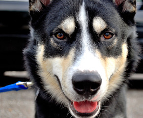 siberian husky dog