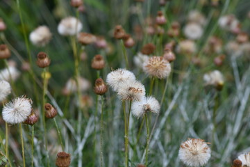 dandelions in the meadow in the wild