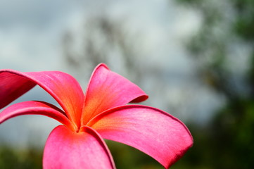 フラワー　 flower　flor