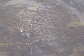 a small trout fish jamb flopped on a piece of bread
