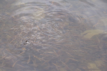 a small trout fish jamb flopped on a piece of bread
