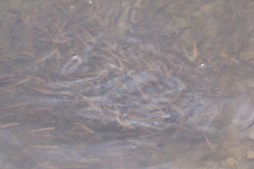 a small trout fish jamb flopped on a piece of bread