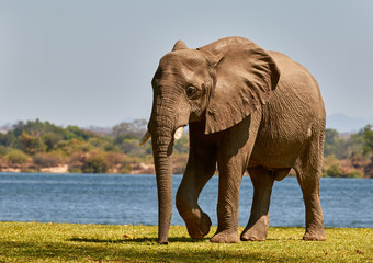 African Elephant walking next to the Zambezi river