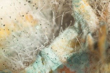 macro photography close-up of penicillin, green mold, white fluff of tender mold. Mold in the sun....