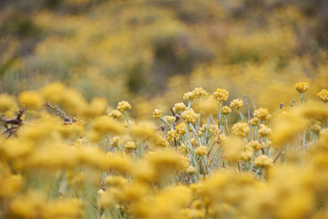 Set of yellow flowers, meadow full of color
