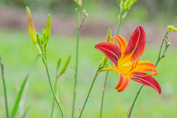 red flower