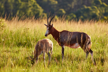 Obraz premium Blesbok in Milwane National Park in Swaziland