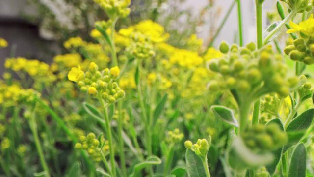 Macro dolly across yellow yarrow plant budding in early spring slow motion