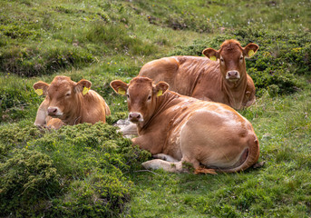 Braune Kühe liegen auf der Wiese