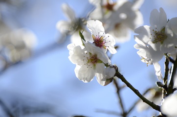 Flor de almendro 1