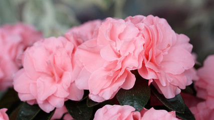 Close-up of pink Rhododendron indicum (azalea) flowers in home. Springtime, pot garden, beauty plant of nature. Blooming romantic bouquet of tender nice flowers. New day of life