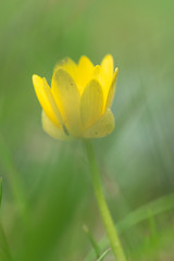 Fototapeta premium fleur jaune