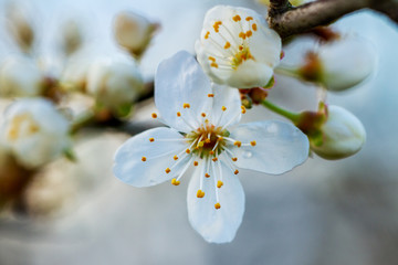 Blooming cherry tree.
