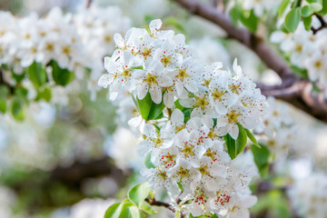 Beautiful blooming pear tree branches with white flowers and buds, growing in a garden. Spring nature background.

