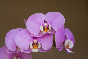Pink orchid flowers. Branch with orchid flowers