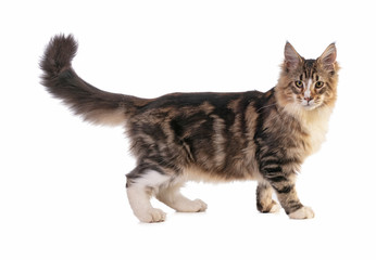 Young Maine coon - obrazy, fototapety, plakaty
