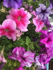 pink flowers in the garden