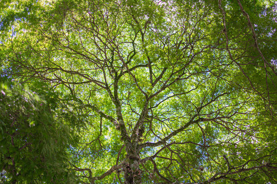 tree in the forest © rodrigoalves