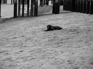 dog on the beach