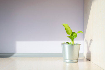 Home plant in metal pot - peace lily with green leaves in sun light. Decoration on desk.