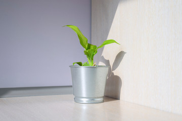 Home plant in metal pot - peace lily with green leaves in sun light. Decoration on desk.