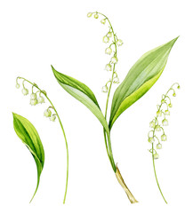Set of Lily of the valley flowers with leaves on a white background. Watercolor Botanical illustration.