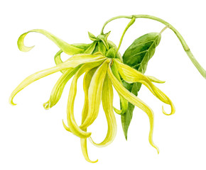 Watercolor illustration. Yellow ylang-ylang flower with leaves on a white background.