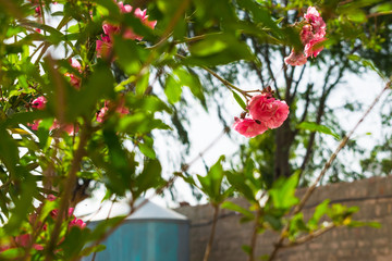 close up of pink Nerium oleander flower in a garden