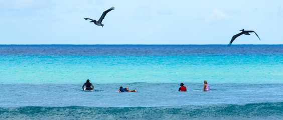 Deux pélicans survolant un groupe de surfeurs attendant une vague dans une mer bleu d'azur et bleu...