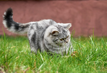 Naklejka na ściany i meble Kitten playing in the grass.