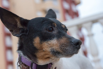 American toy terrier for a walk.
