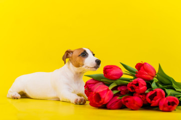Jack Russell Terrier puppy with a large bouquet of red tulips on a yellow background. Horizontal greeting card with International Womens Day on March 8th.