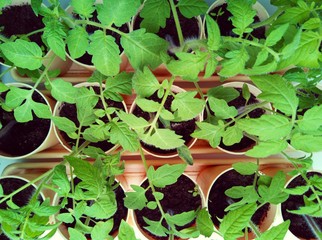 green seedlings of future tomatoes in pink pots. The view from the top