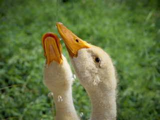 Two young duck looking up on the natural background.