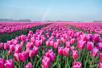 Foto op Canvas colorful tulip fields in the Netherlands during Spring, Flevoland Noordoostpolder colourful tulip filds with a blue cloudy sky at dusk © Fokke Baarssen