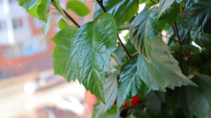 hibiscus flower on the window