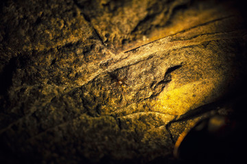 amber light on a stone with a spide