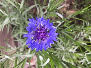 blue flowers of a thistle